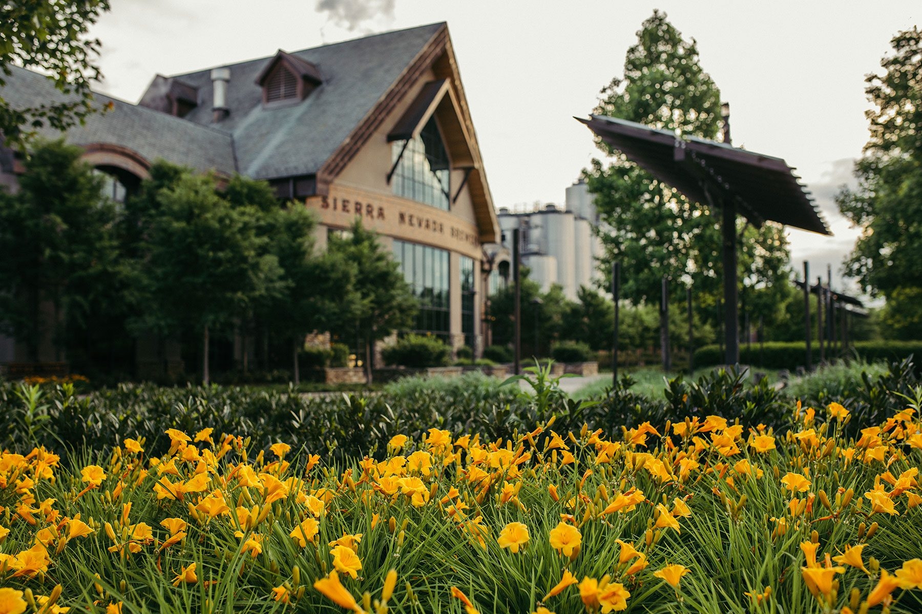 Yellow flowers outside the brewhouse of Sierra Nevada Brewing Co. in Mills River, North Carolina