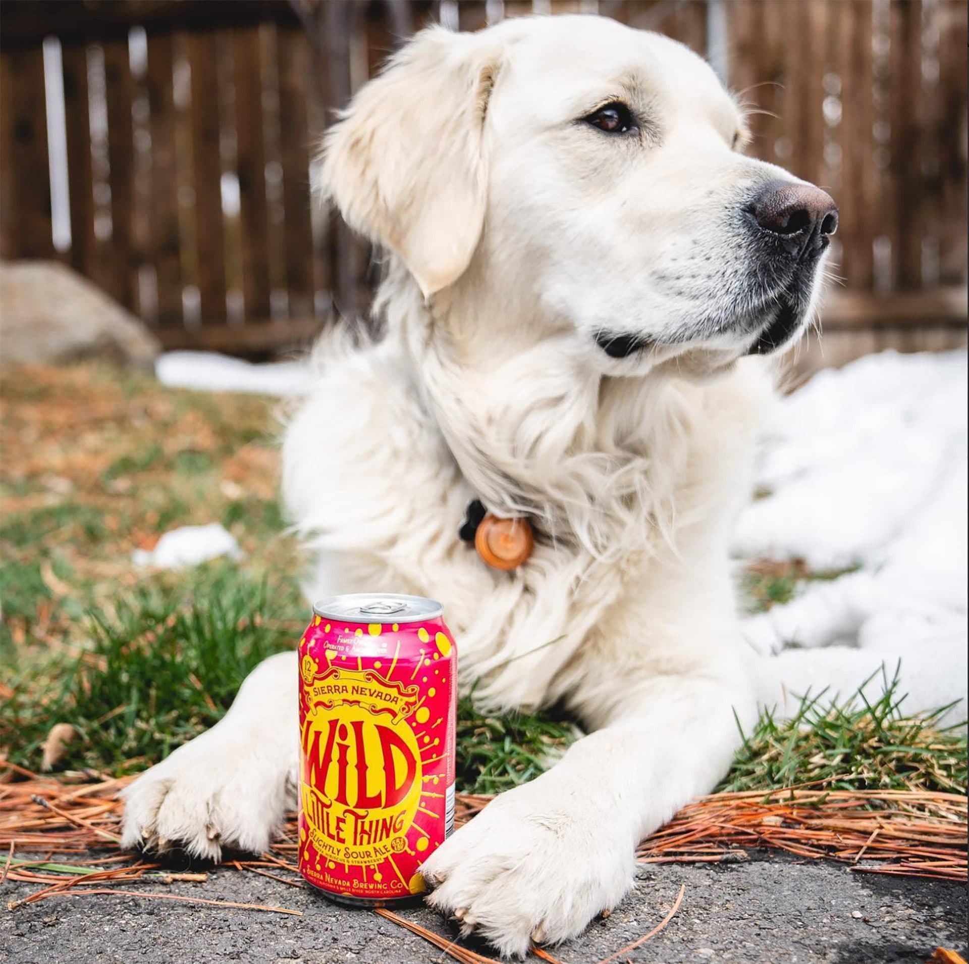 Dog with Wild Little Thing beer