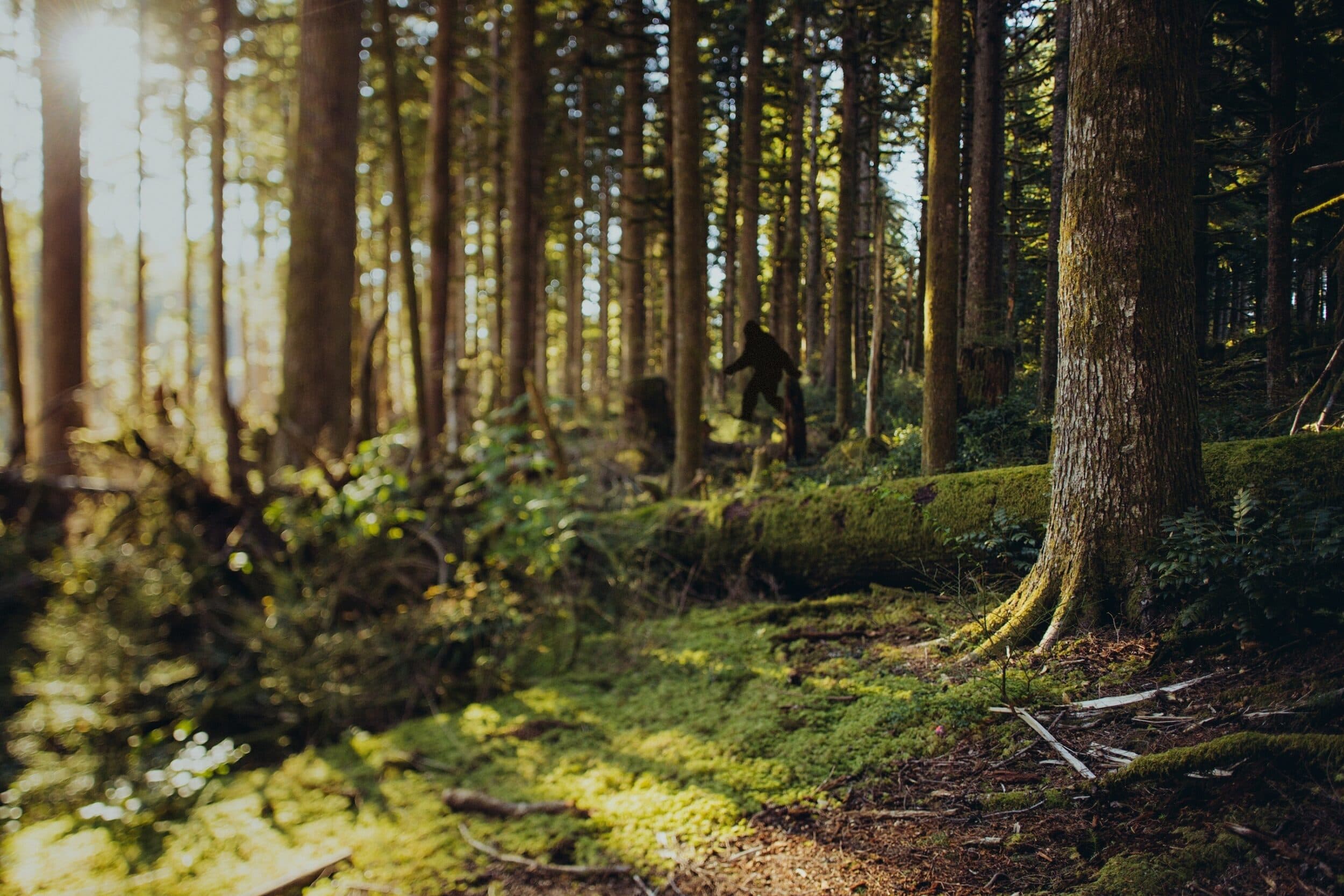 Bigfoot sighting in the woods