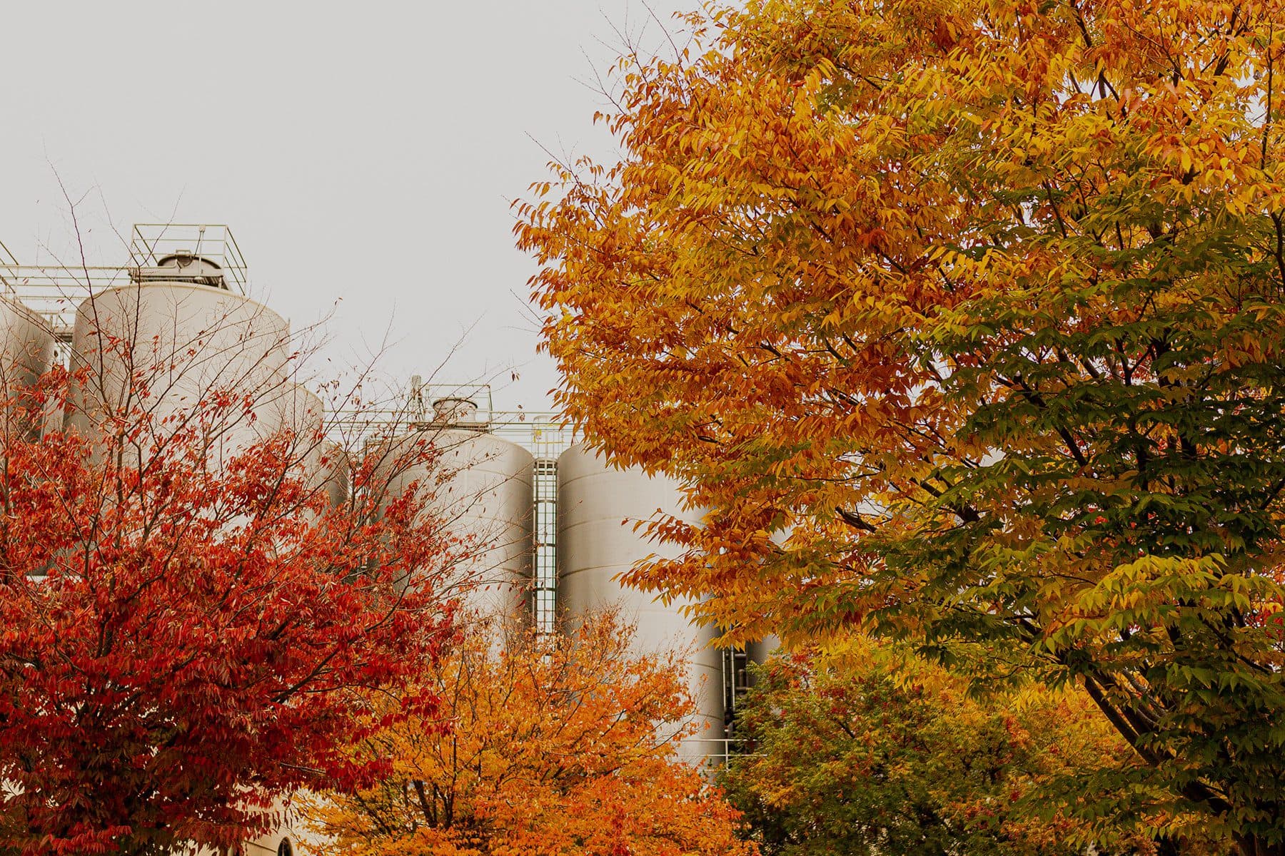 Women's Fall Leaves Socks that Plants Trees from HumanKind Fair