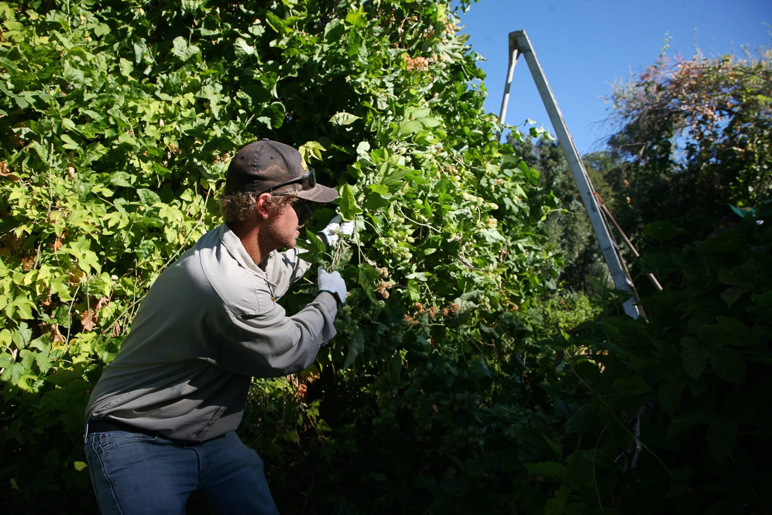 wild hops