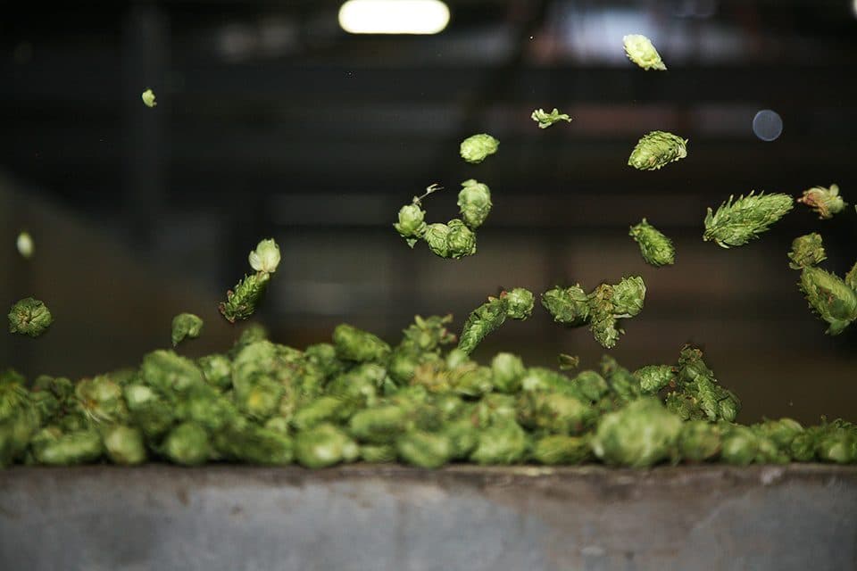 hops drying