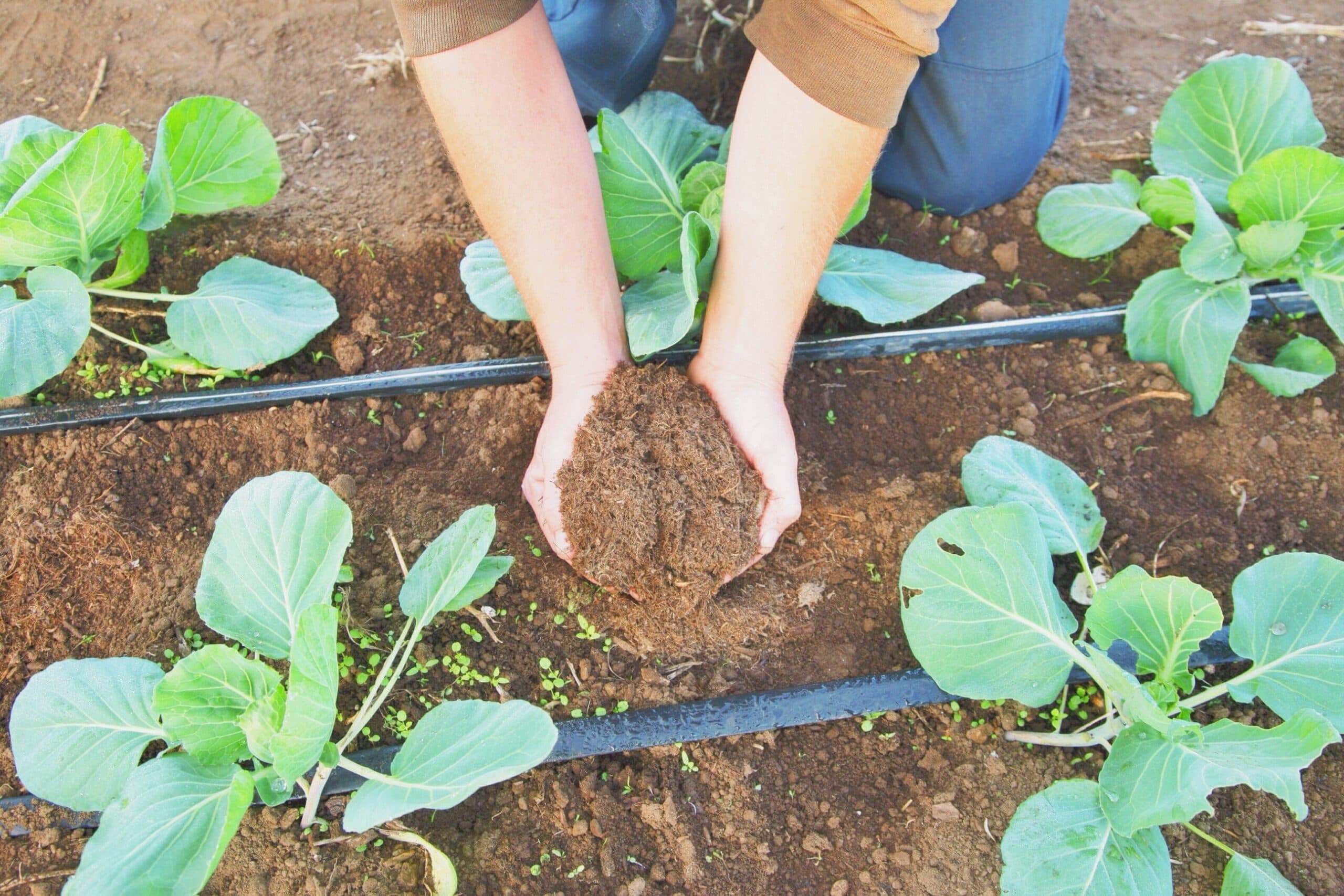 Lettuce growing in Sierra Nevada Brewing Company garden