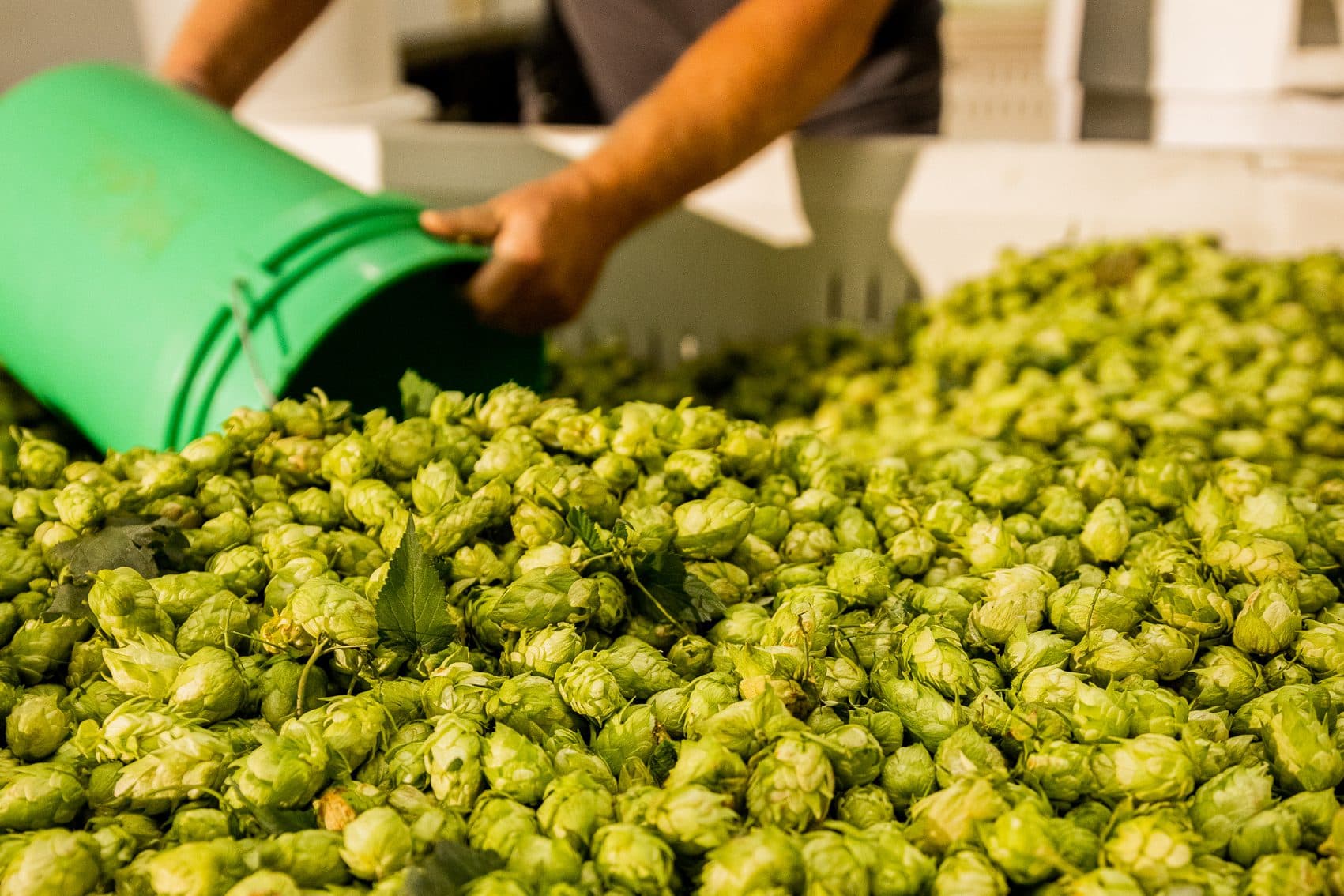 A Sierra Nevada brewer adding hops to the brew kettle