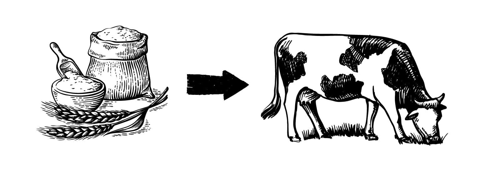 cow graphic