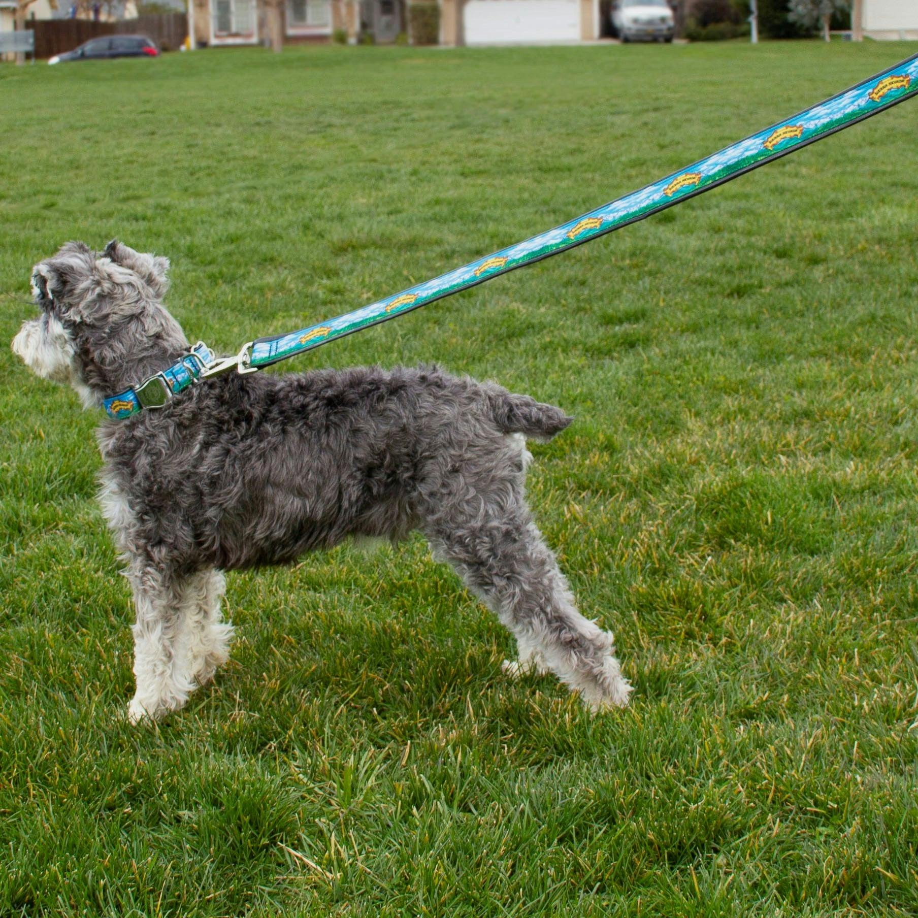 Sierra Nevada dog lead on a dog wearing a leash and collar
