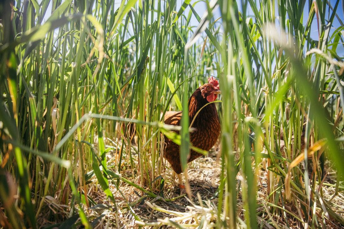 a chicken walking through tall grass