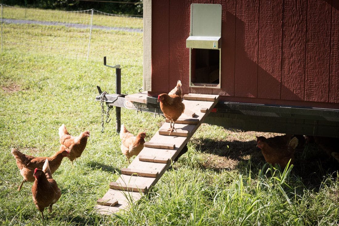 chickens walking up a ramp into a coop