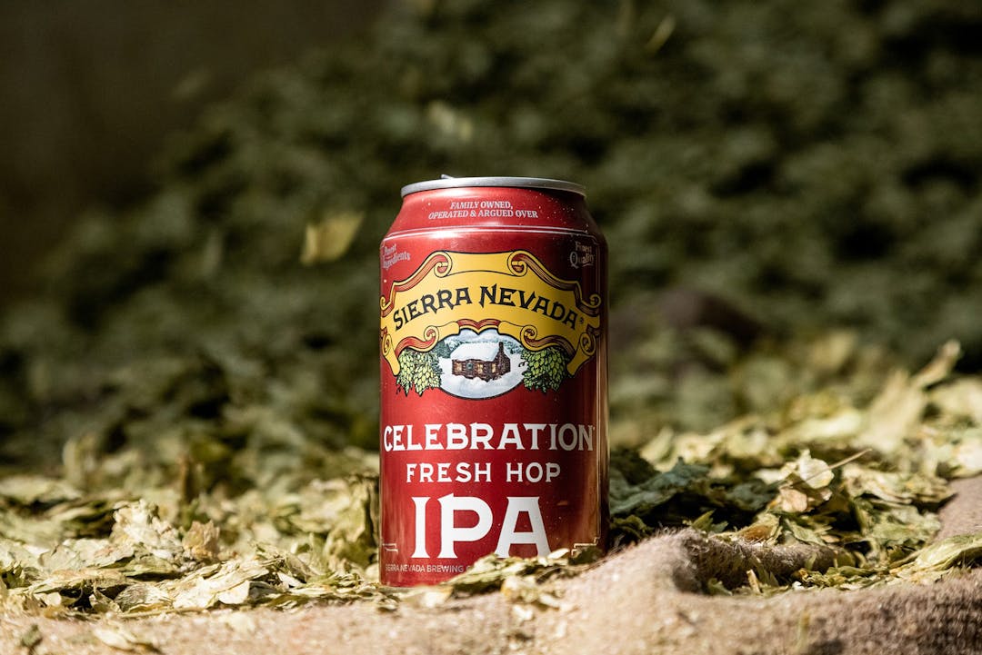 Celebration Fresh Hop IPA beer can on hops