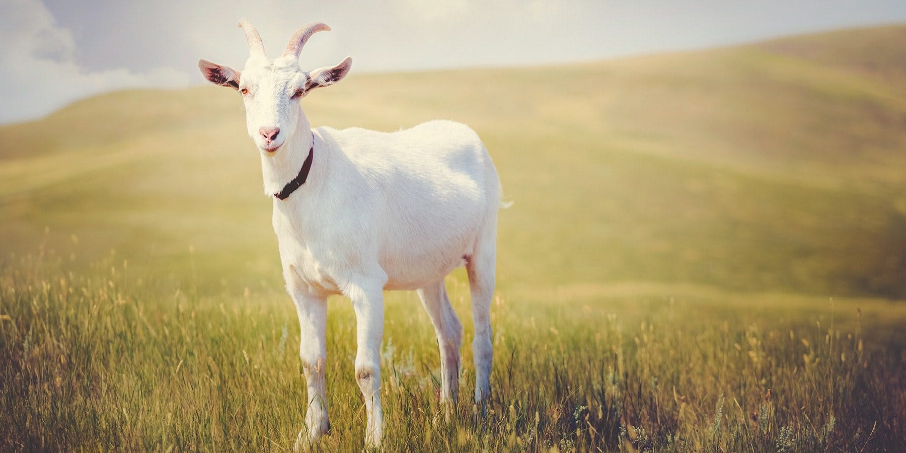 A goat in a sunny field